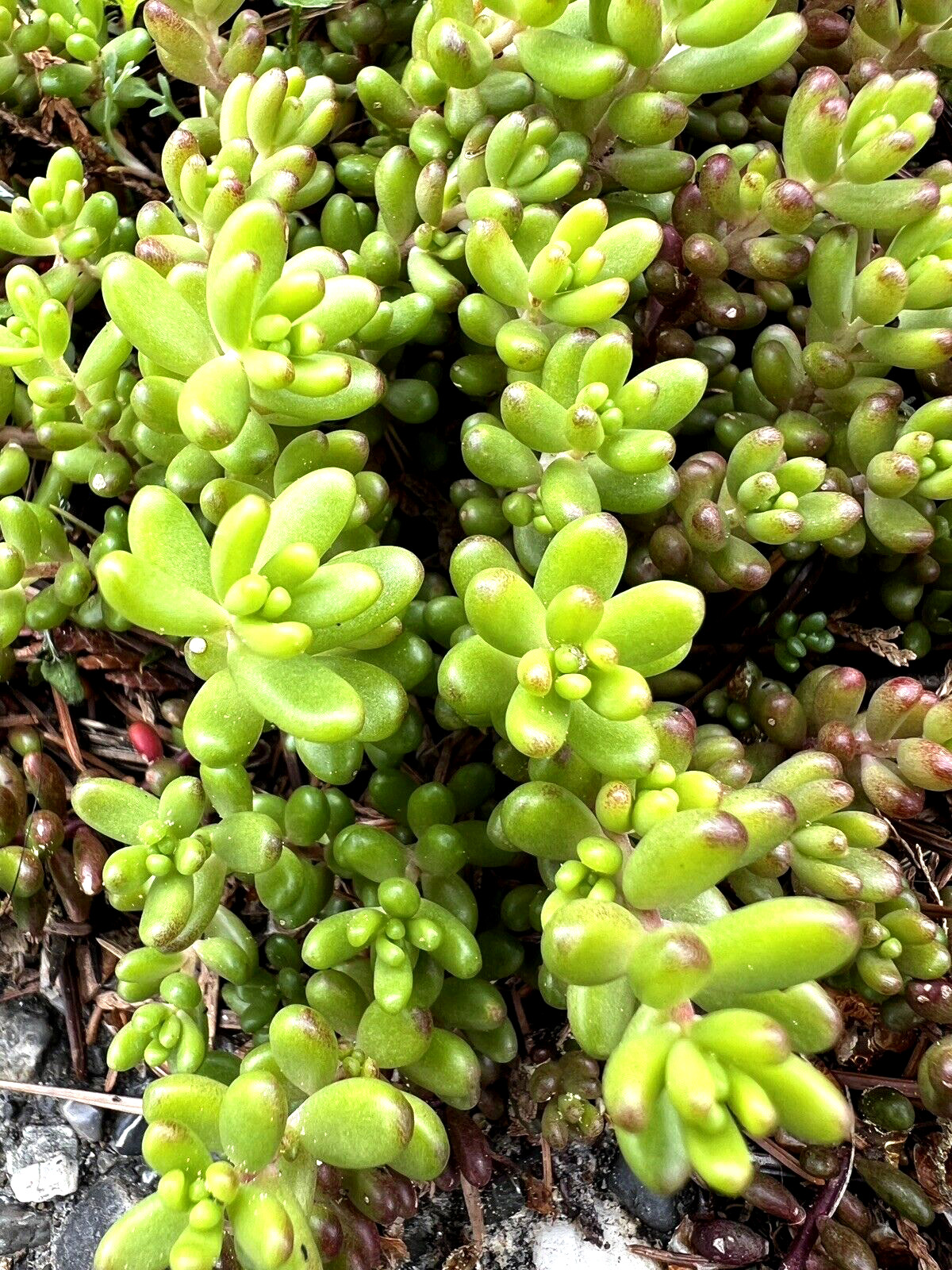 40 Sedum Album Green Ice Stone Crop Creeping Ground Cover plants, Free shipping