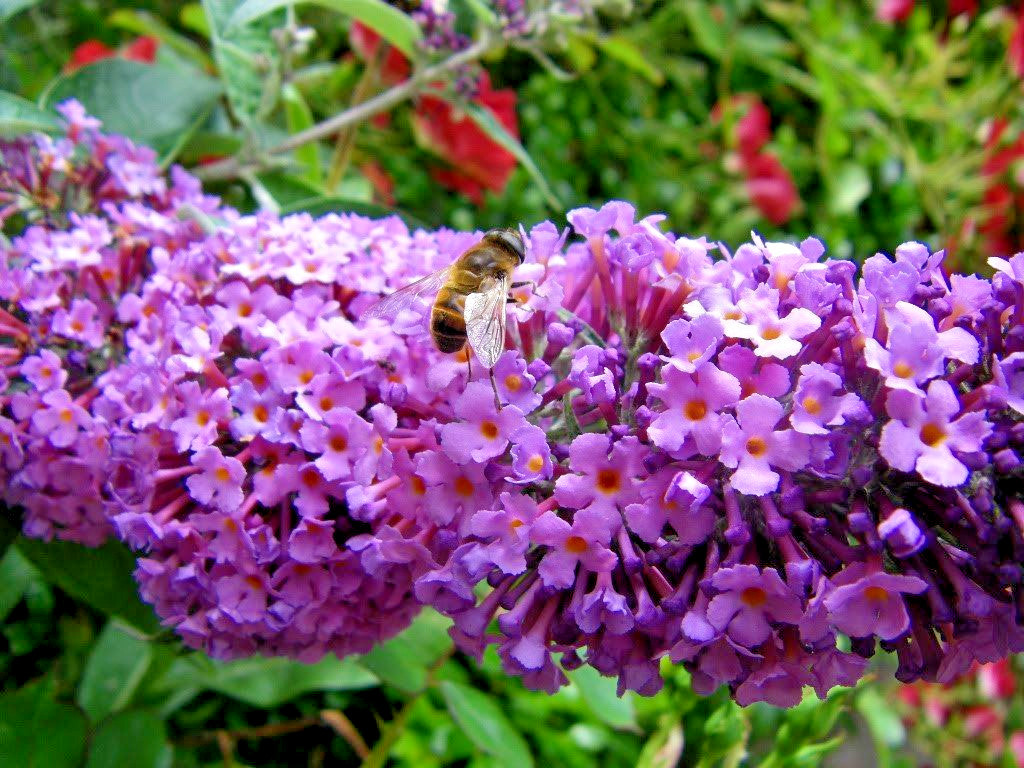 BUTTERFLY BUSH LAVENDER, 310 SEEDS, BUDDLEIA DAVIDII,*beautifully scented*HARDY
