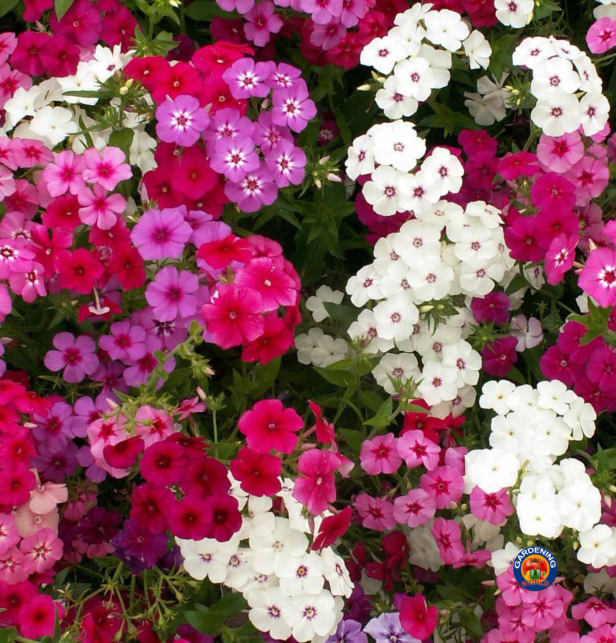 250 Mixed Drummond Phlox Drummondii Flower Seeds