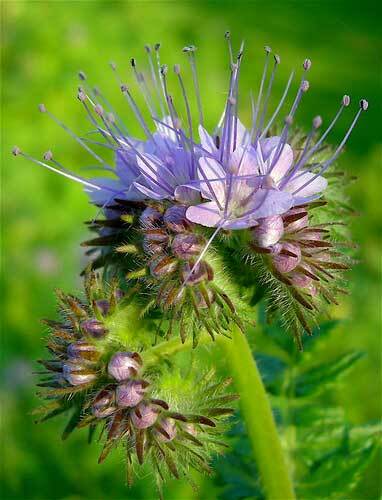 Phacelia tenacetifolia | Lacy Phacelia | Fiddleneck | 300 Seeds