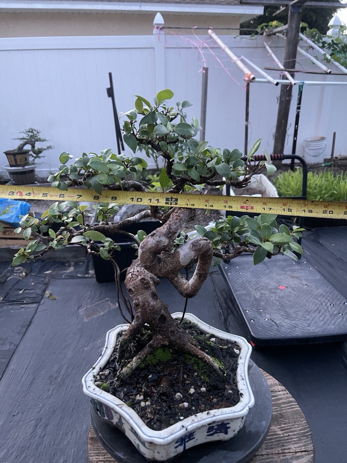 Red Foiliage Ficus
