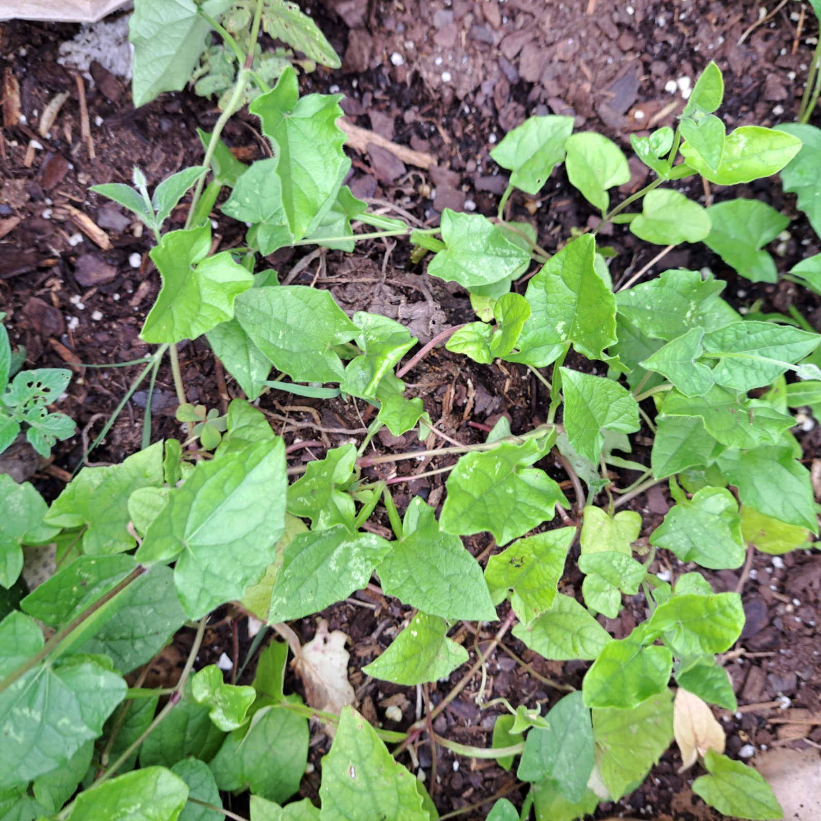 Black-eyed Susan Vine, Total 2 Bare Roots In BOGO