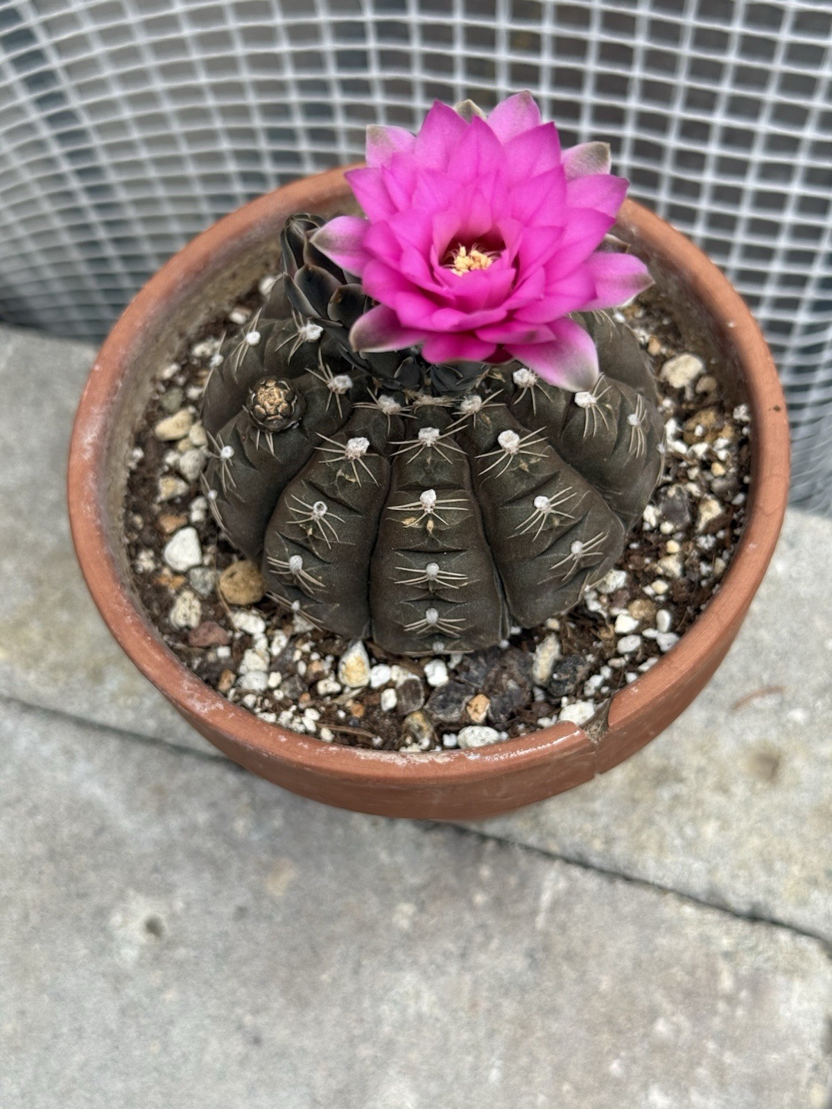 Gymnocalycium ragonnesei Hybrid Deep Pink Flowers