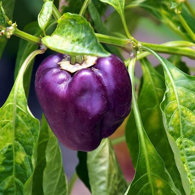 Purple Beauty Bell Pepper Seeds 30+ Sweet Capsicum Annuum Vegetable USA FREE S&H