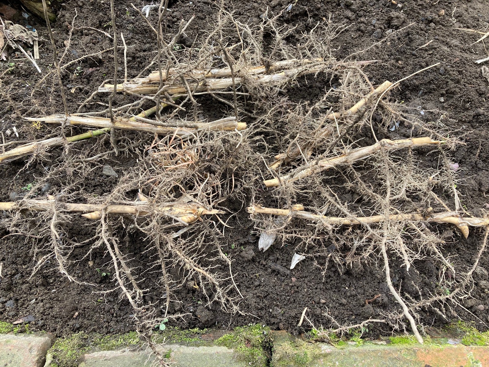Phyllostachys bissetii Bissett’s Bamboo Cold Hardy Zone 5 Bamboo Rhizomes 3 Ct.