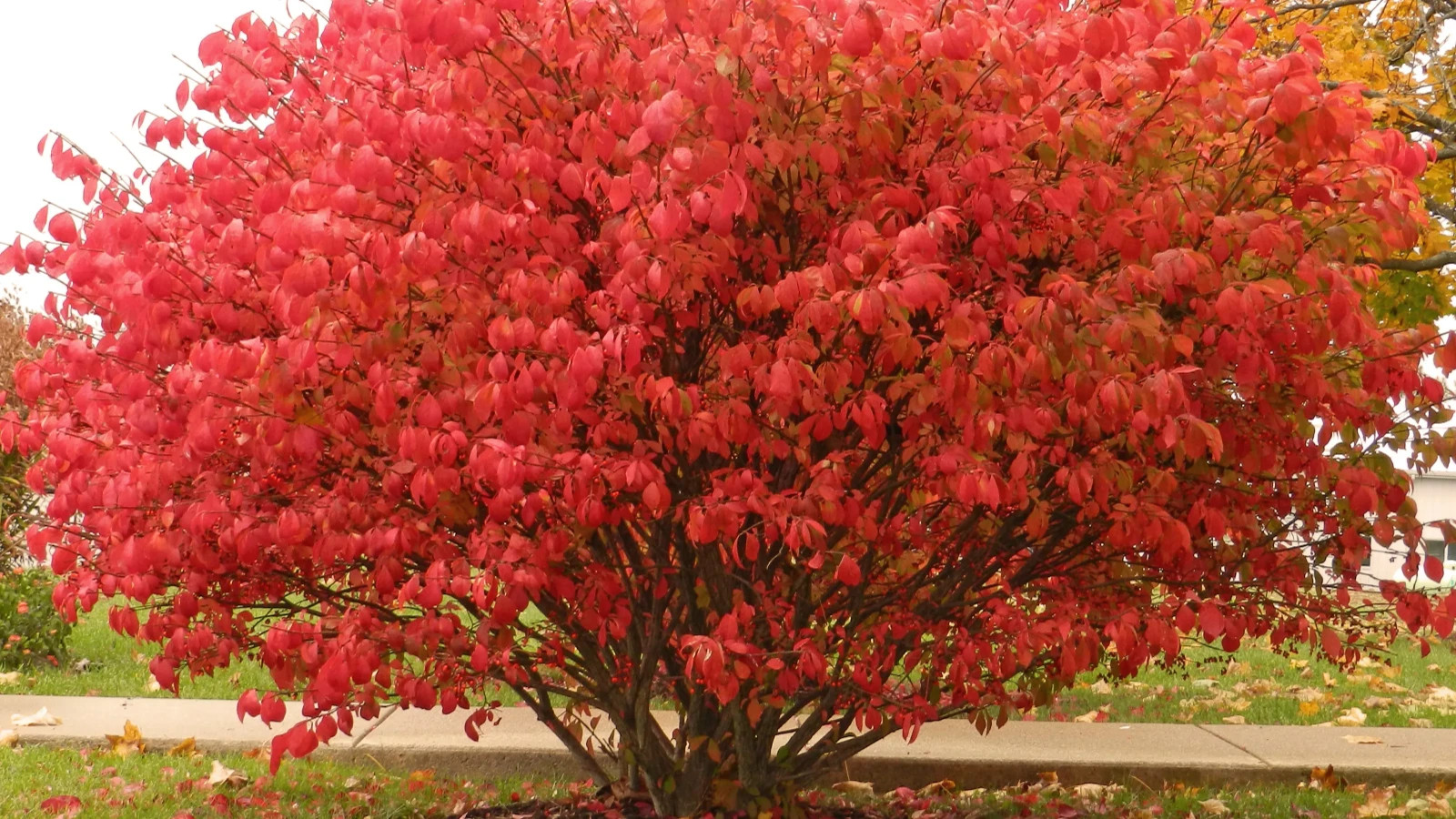 1 Burning Bush Shrub 1 yr old Bare Root Plant