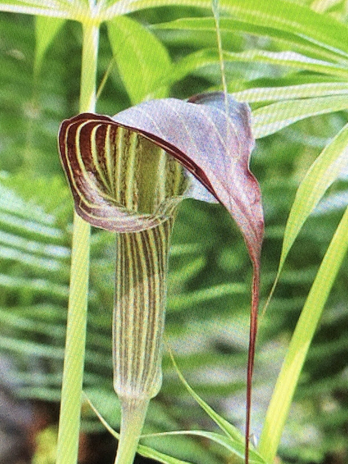 ARISAEMA CONSANGUINEUM -Himalayan Cobra Lily -1 Large Bulb, 1/2 oz. to 1 7/8 oz.