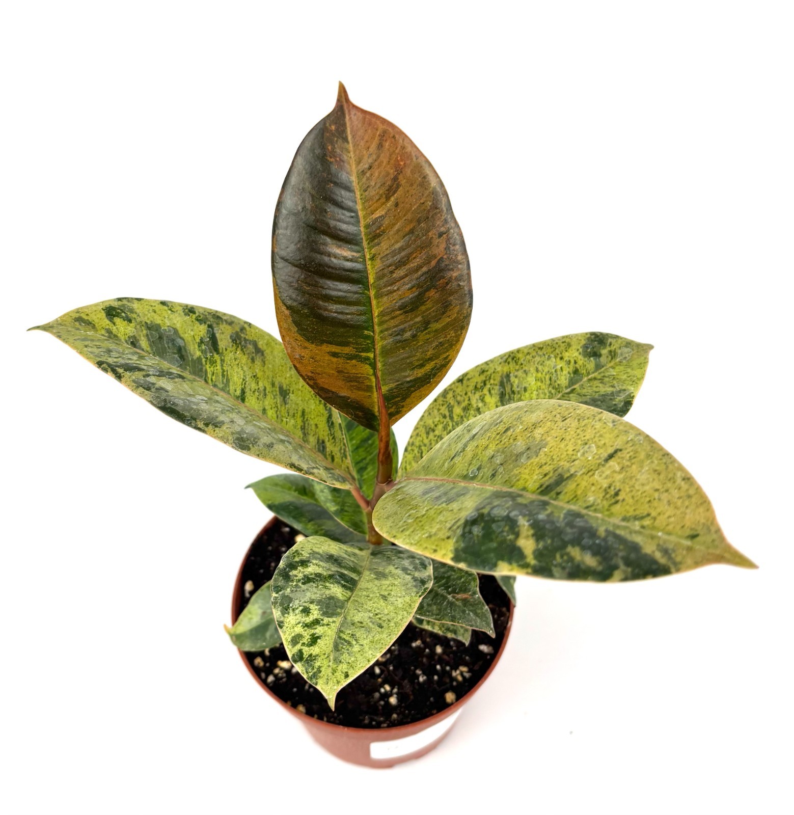 Ficus Shivereana Moonshine Live Potted House Plants Air Purifying
