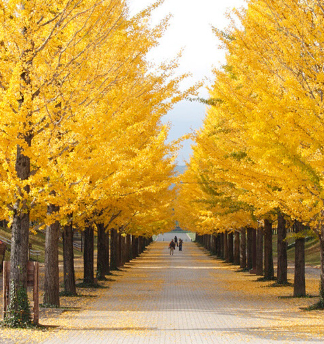 GINKGO BILOBA- 30 SEEDS Harvested 2025