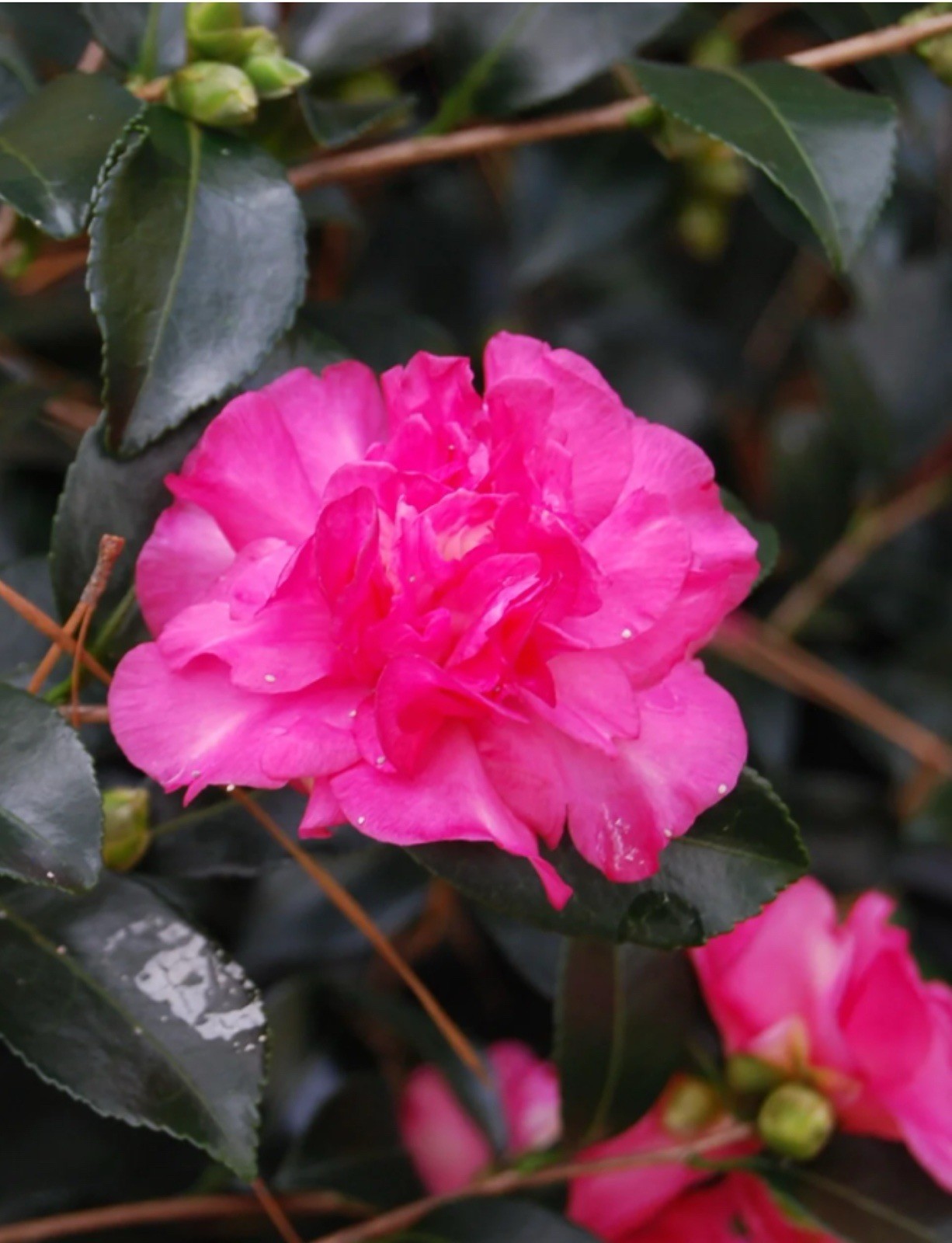 Sparkling Burgundy~~Camellia Japonica–Live STARTER Plant–VERY UNIQUE COLOR!