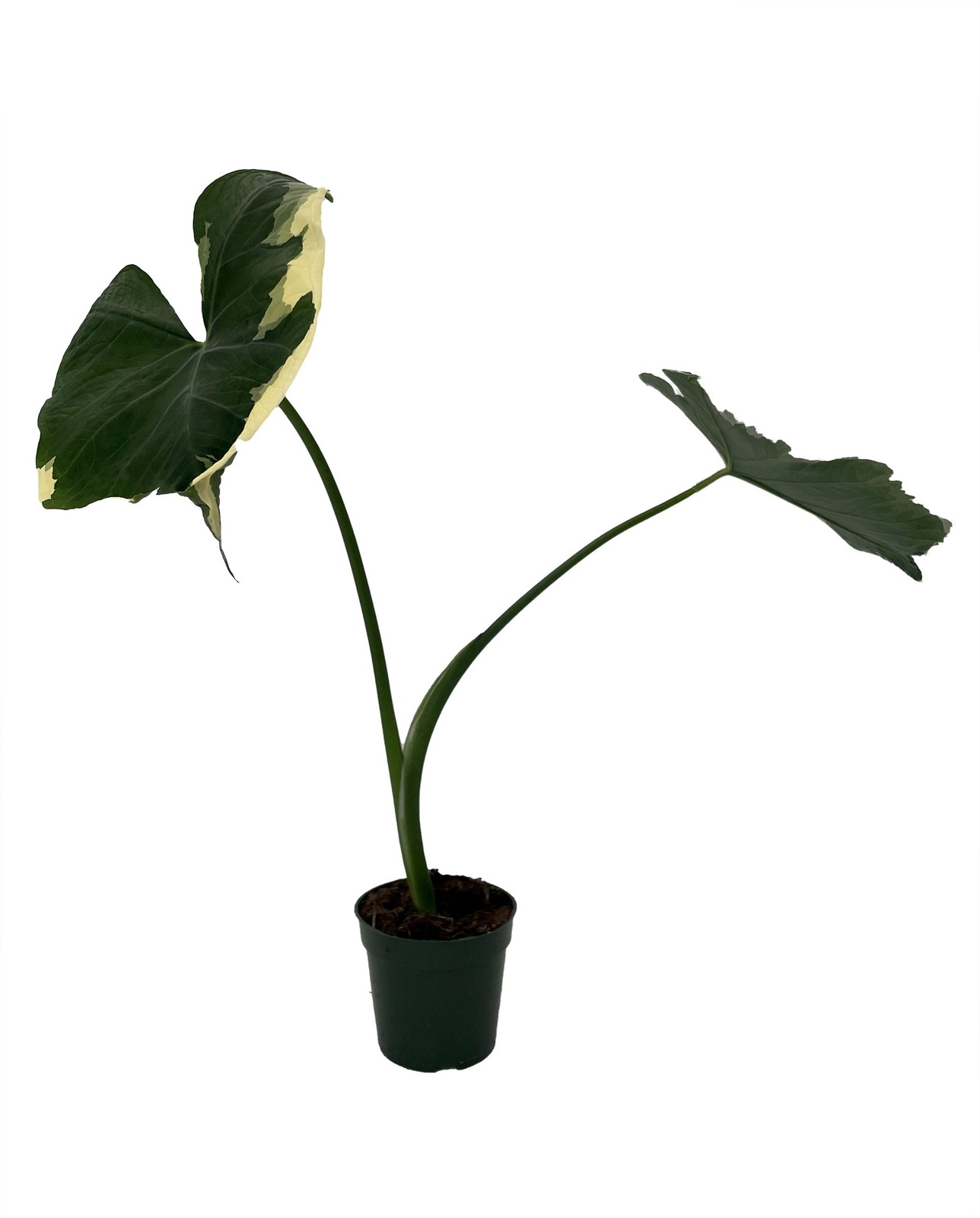 Mickey Mouse Upright Elephant Ear – Alocasia Xanthosoma – 4″ Pot