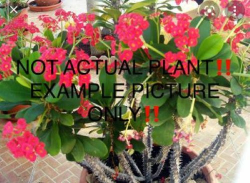 *SRI SANGTHONG*Crown Of Thorns-Euphorbia Milii*CHRIST PLANT**STARTER PLANT
