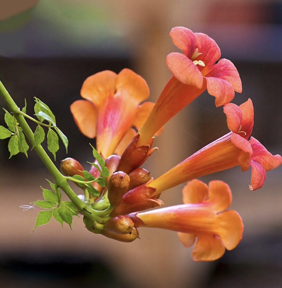 50++ Trumpet Vine Seeds (Campsis radicans) Orange. Free Shipping!