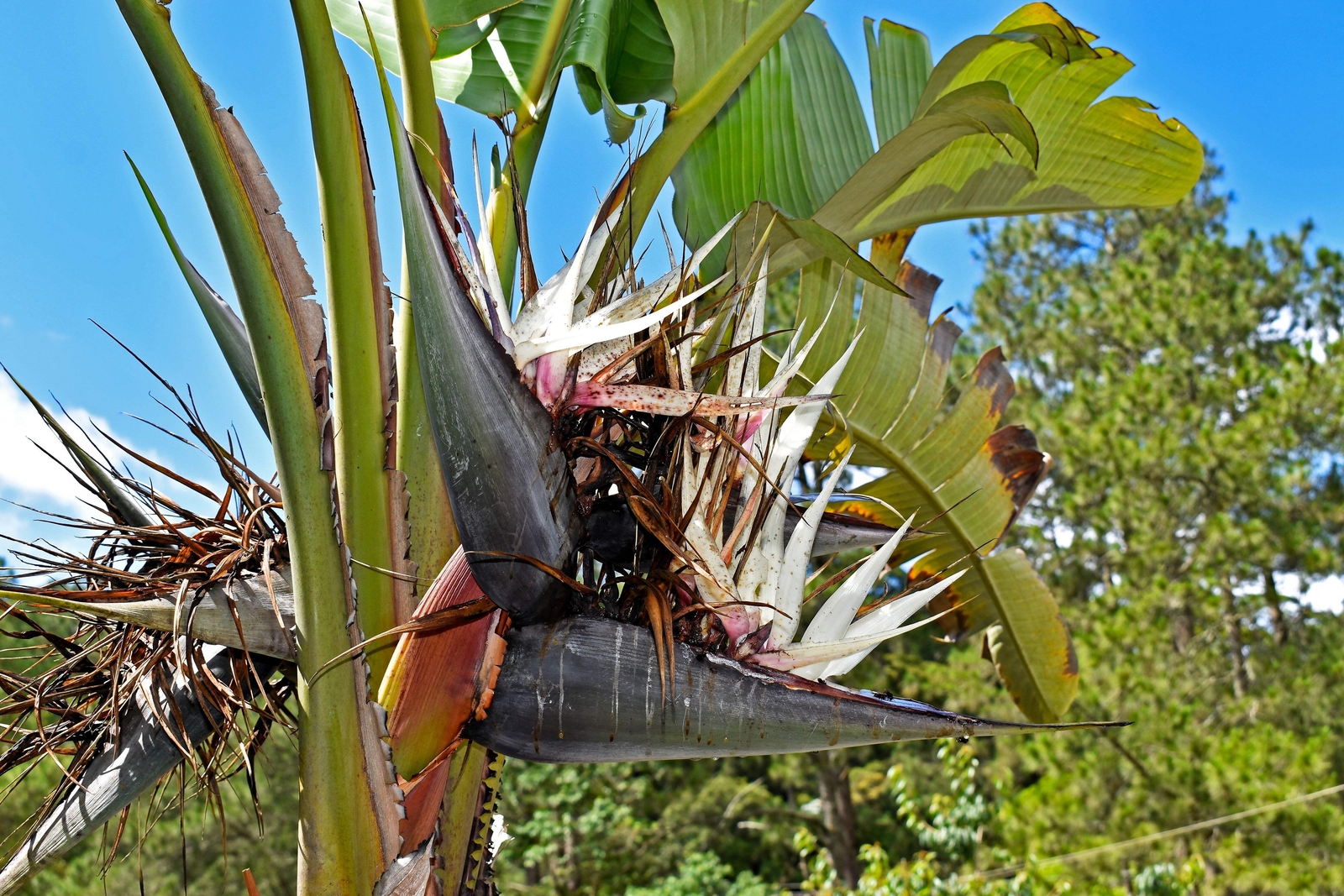 10 TRAVELLER’S PALM TREE Ravenala Madagascariensis Flower Houseplant Seeds