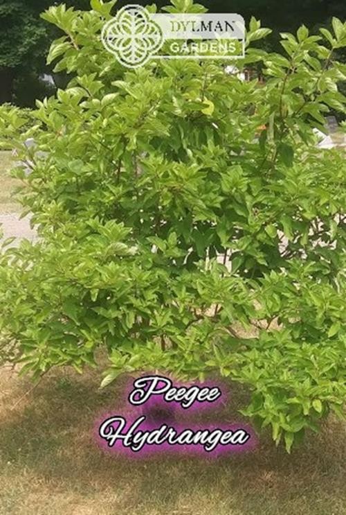 Peegee Hydrangea Tree/Shrub (Hydrangea paniculata ‘Grandiflora’) Multiple Sizes