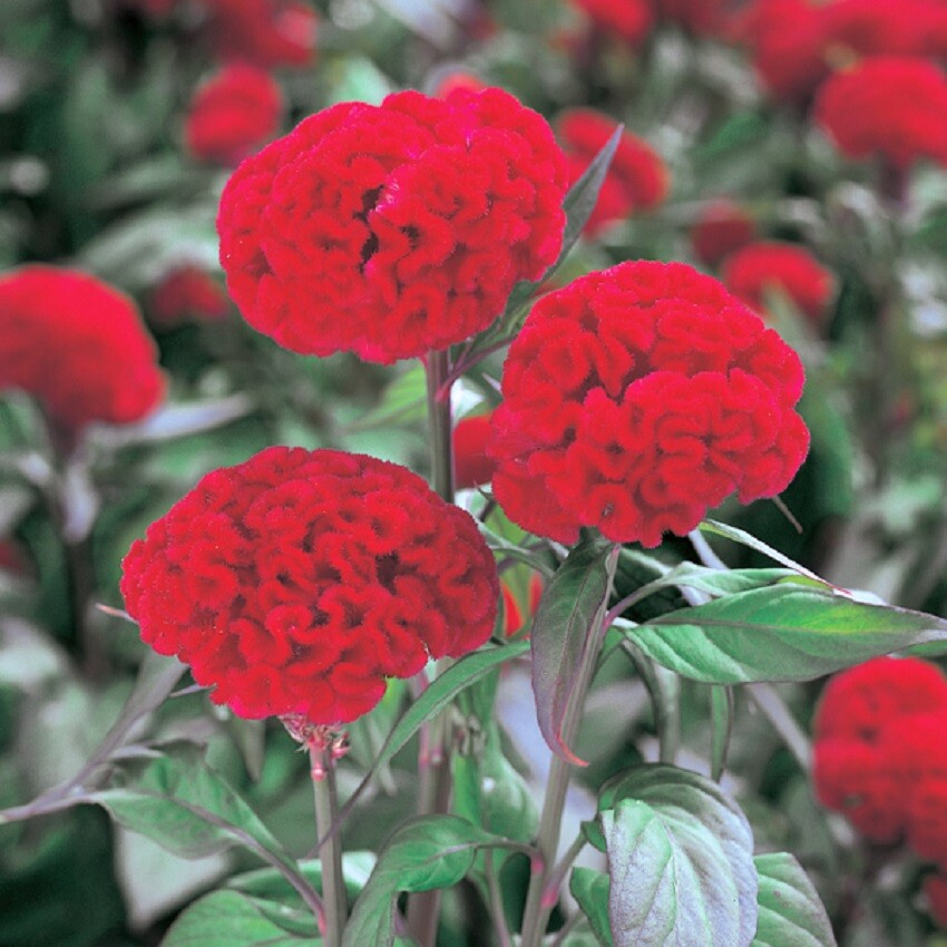 Celosia Seeds 50 Seeds Celosia Kurume Scarlet Red Cockscomb Seeds