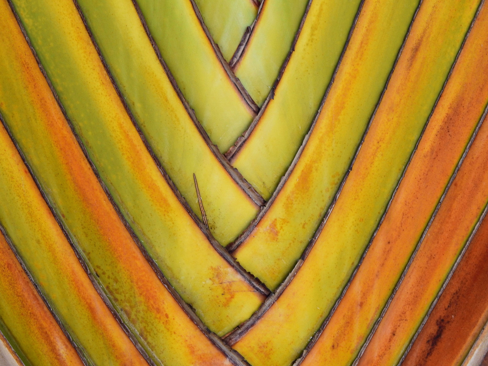 10 TRAVELLER’S PALM TREE Ravenala Madagascariensis Flower Houseplant Seeds