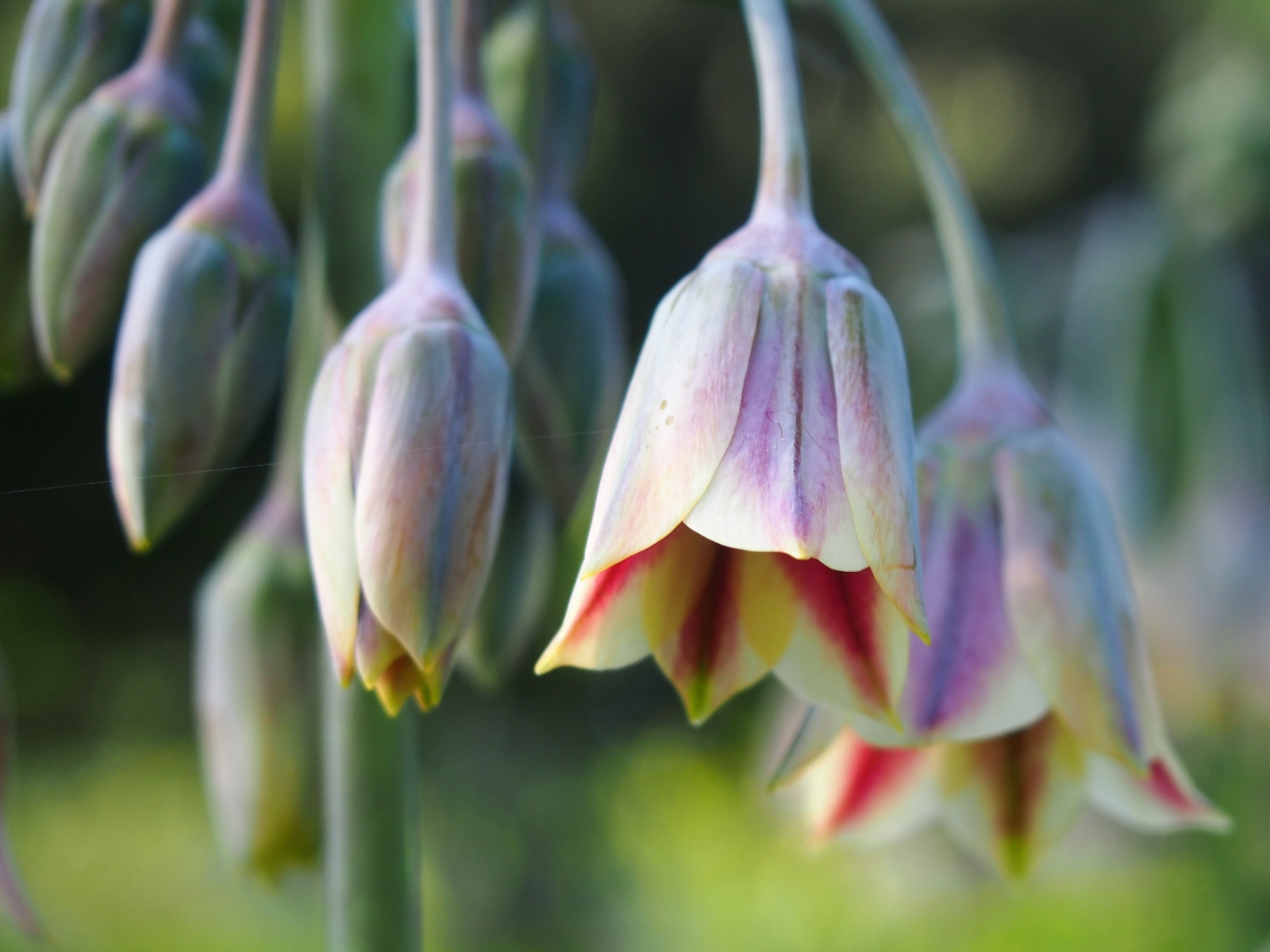 200 ALLIUM SICULUM Seeds (Honey Garlic) | NON-GMO | Free shipping | Annual