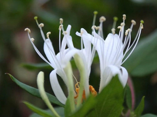 100% Survive Honeysuckle Lonicera Japonica Live Plant in 4″ Pot with Soil