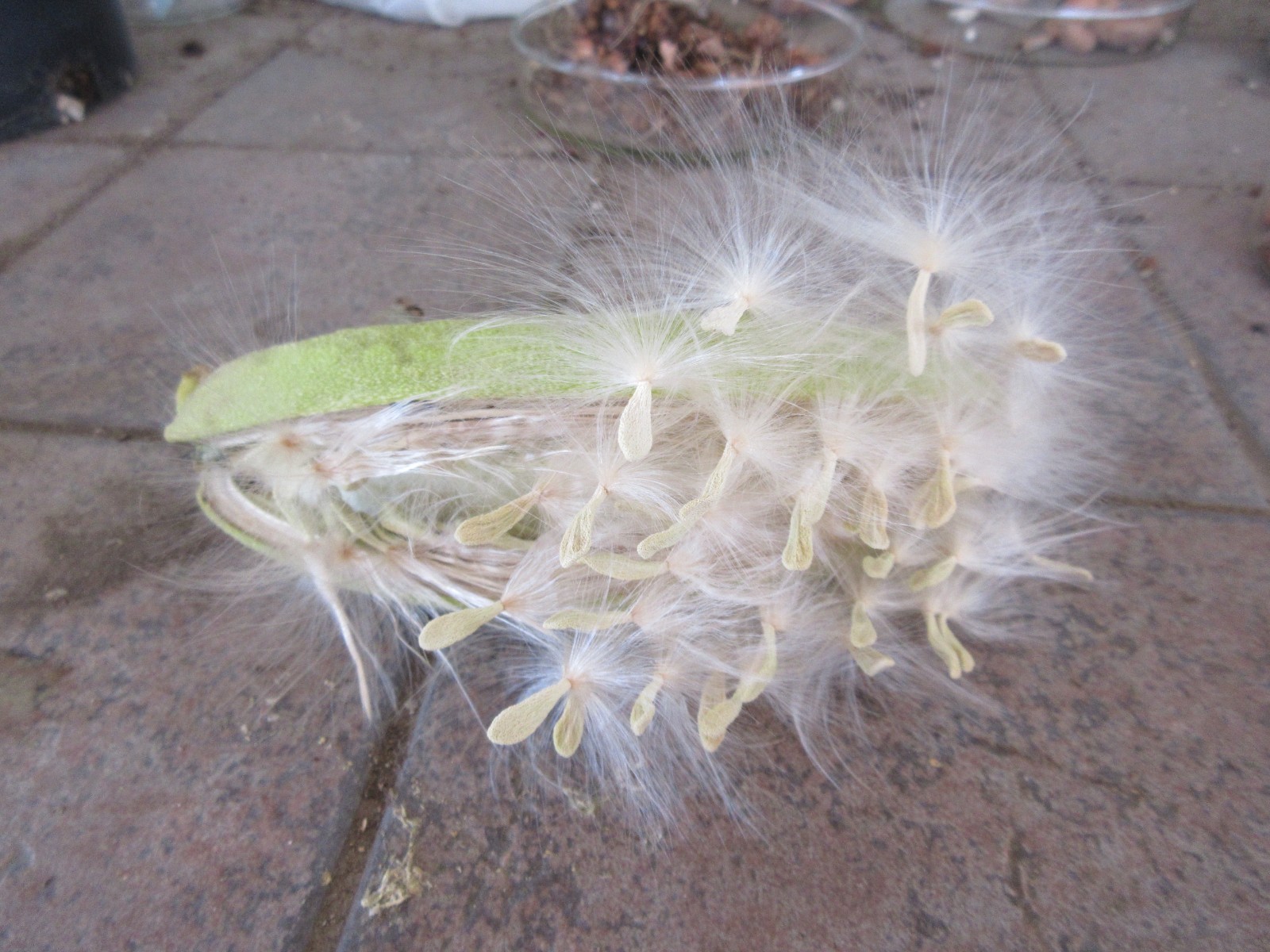 Pachypodium Lamerei palm exotic 100 seeds