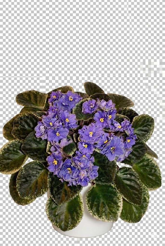 African Violet Plant Buckeye Scrumptious Starter Plant Standard