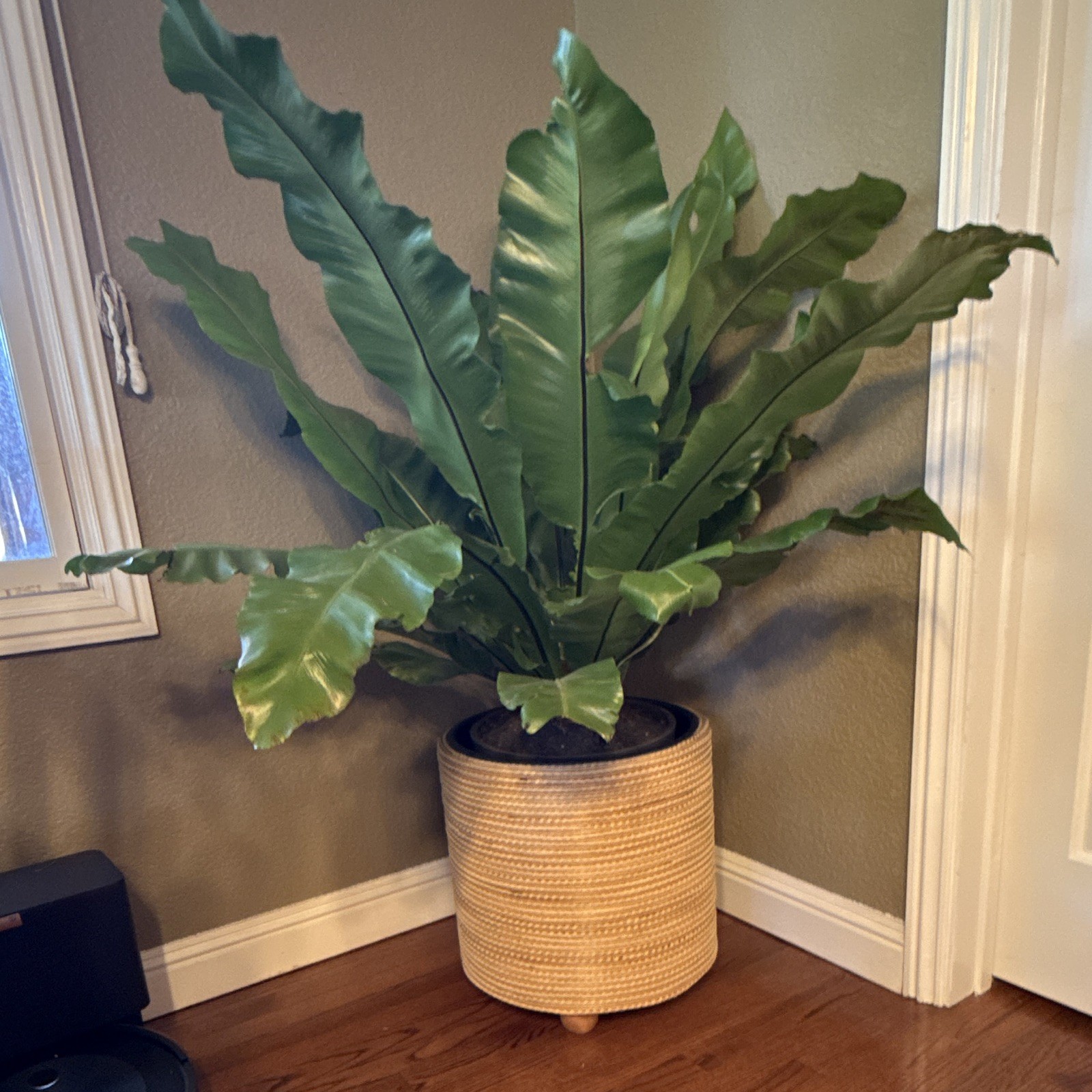 Bird’s Nest Fern Asplenium Indoor Potted Plant Pet Safe 30-36 in Tall