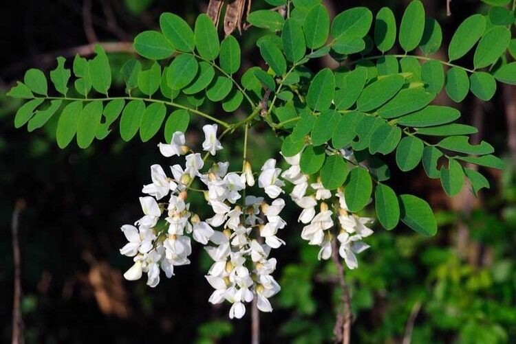 Black Locust seeds 55, Nitrogen Fixer