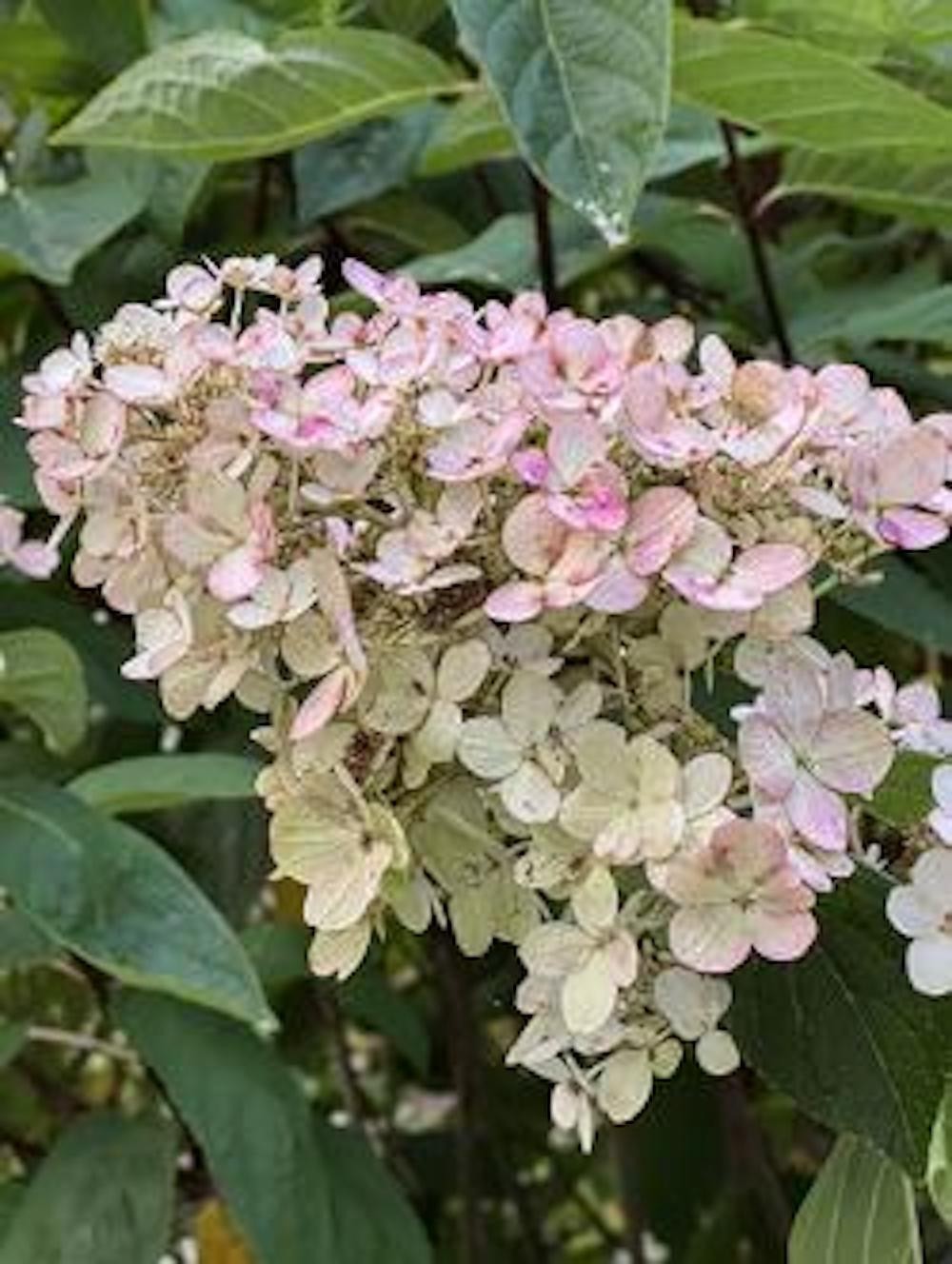 1 Hydrangea Pink Diamond Starter Plant 6-8″ Tall Hydrangea paniculata