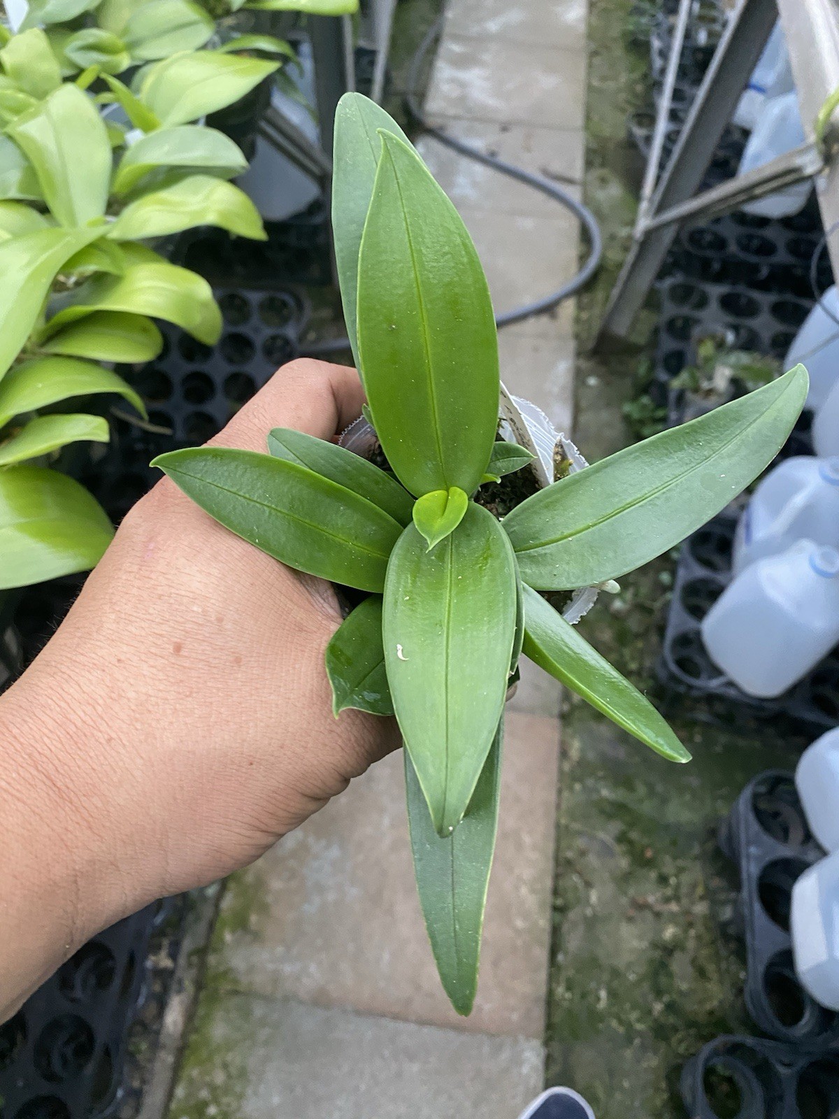 Original Phal Phalaenopsis species equestris ‘3 lips’-FRAGRANT