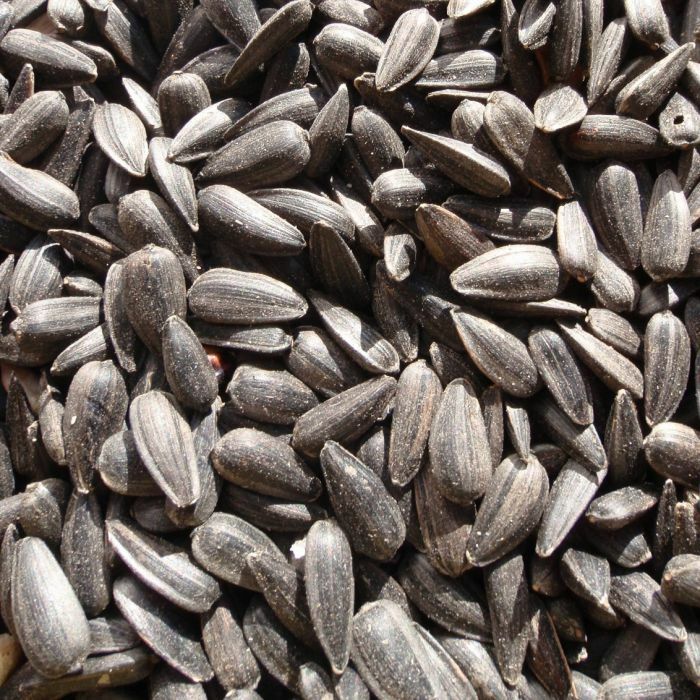 Peredovik Black Oil Sunflower Seed Wildlife Bird Game Deer Plot Forage Seeds 3LB