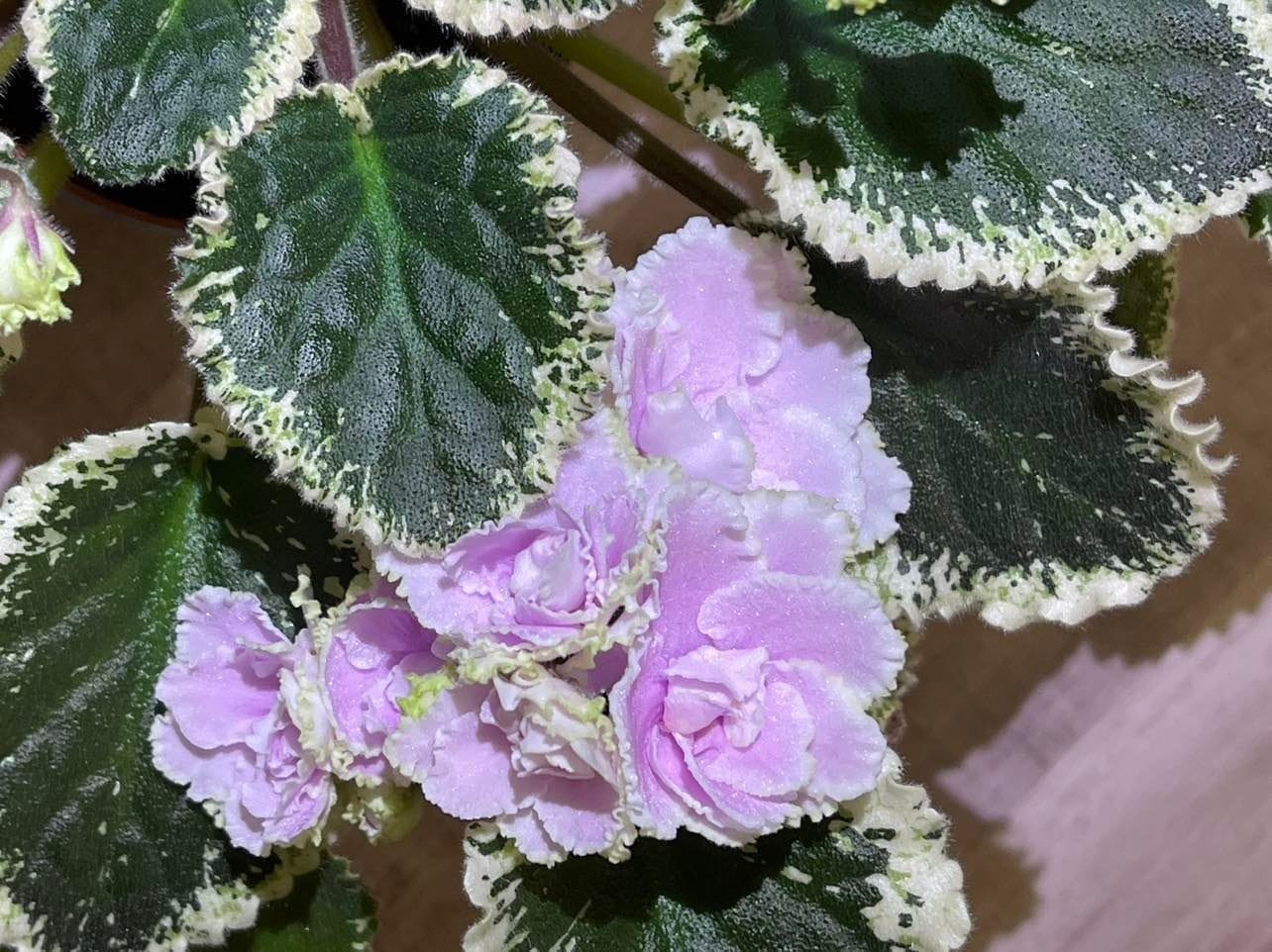 2 African Violet Leaves ~ * HUNTER’S SLIPPERY WHEN WET * ~