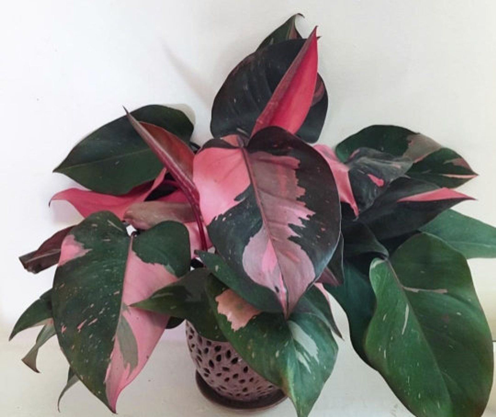 ~~PINK PRINCESS~~Variegated Philodenron SMALL Rooted Starter Plant~~VERY RARE!