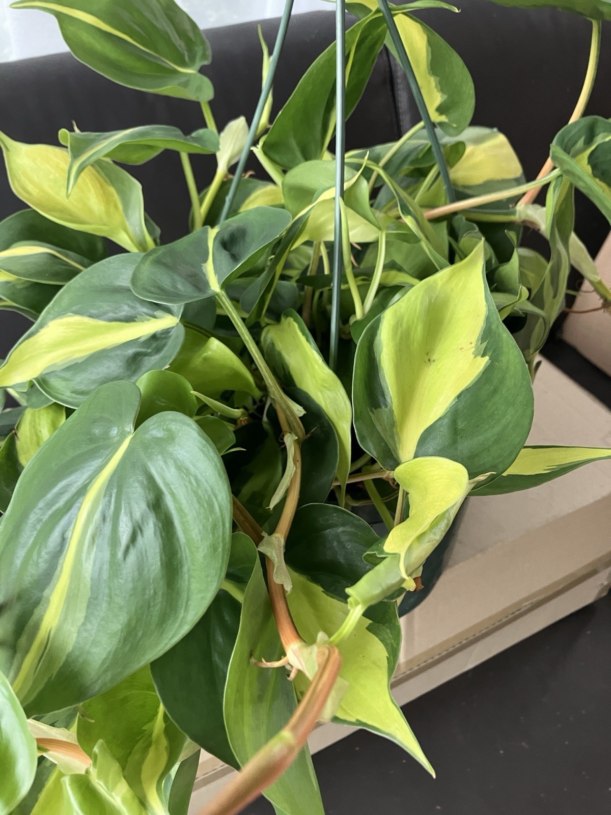 Philoldendron Variety Plant In An 8” Pot