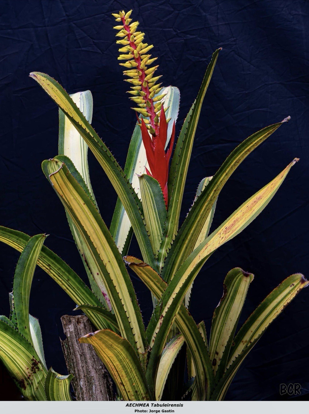 Aechmea nudicaulis ‘Tabuleirensis’ – Rare Brazilian Variegated Bromeliad