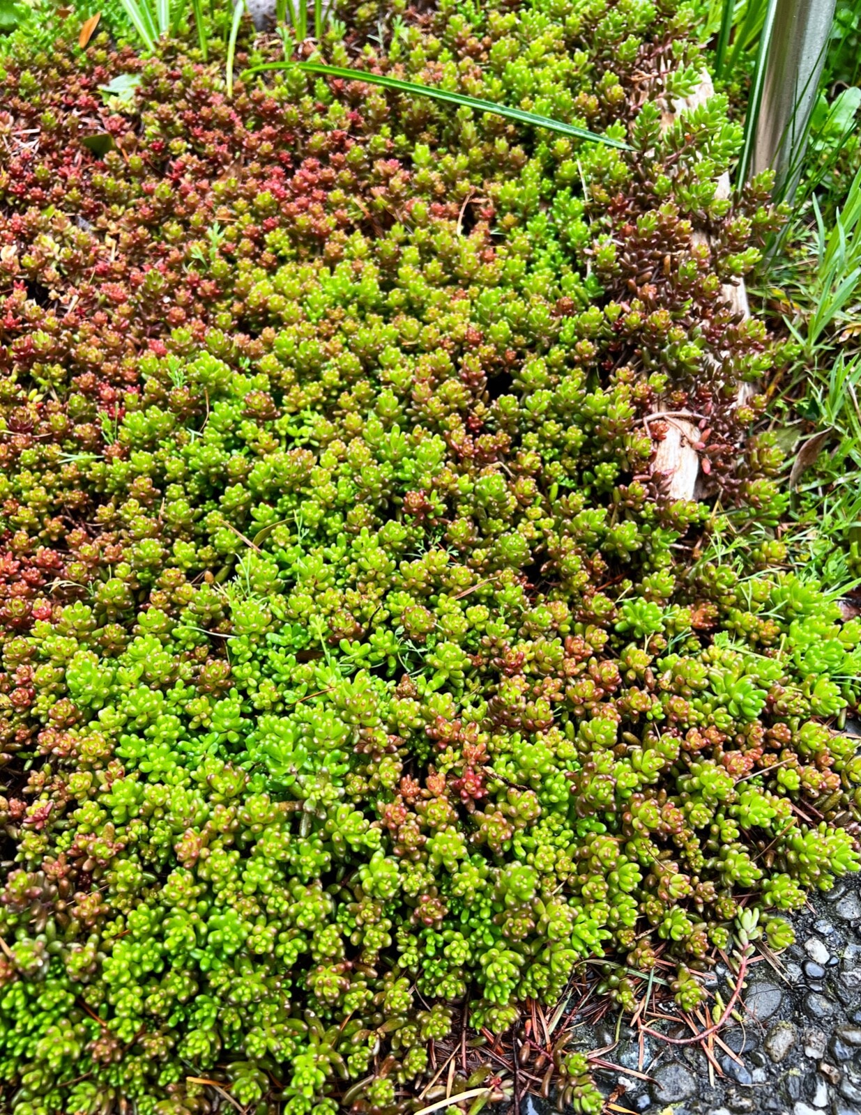 40 Sedum Album Green Ice Stone Crop Creeping Ground Cover plants, Free shipping