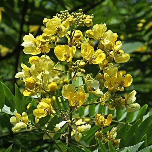Senna Siamea 500 Seeds, Cassia Kassod, Thailand Garden, Flowering Shower Tree