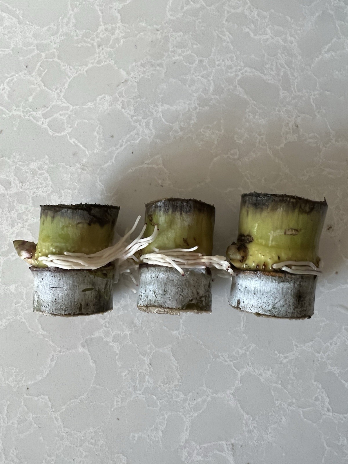 3pcs Rooted Sugarcane Cutting Ready To Plant Green Yellow Sugarcane Sweet Juicy