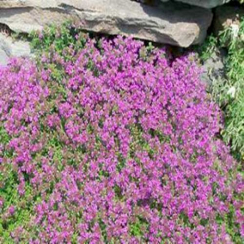 1000 CREEPING THYME Seeds Thymus serpyllum Ground Cover