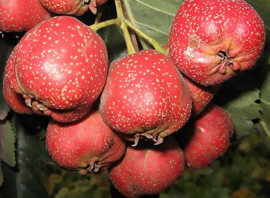 English Hawthorn, Crataegus laevigata, Tree Seeds