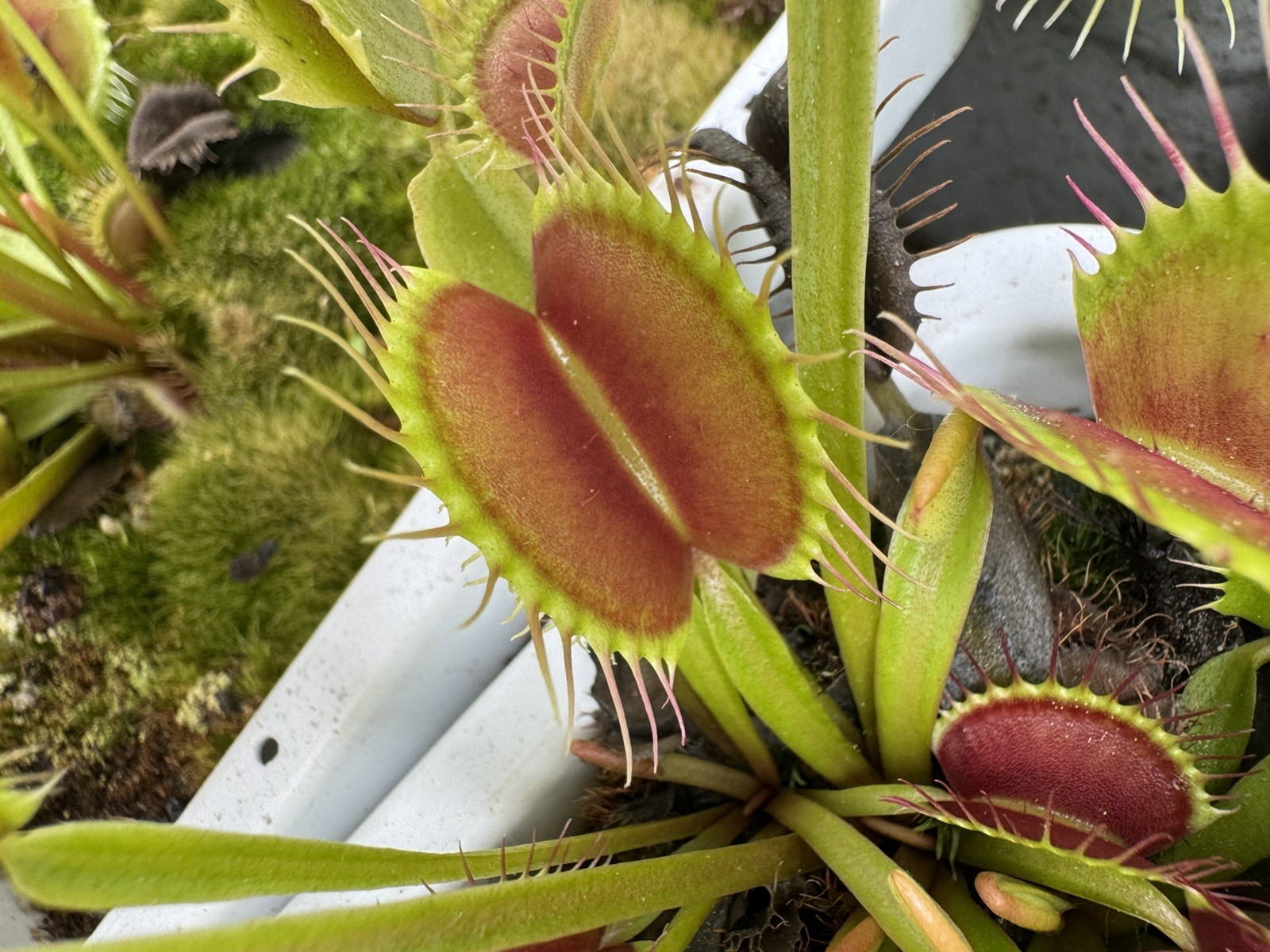 Venus Flytrap Dionaea 30+ Seeds! June of 2026 Parent Plant “Megatraps”