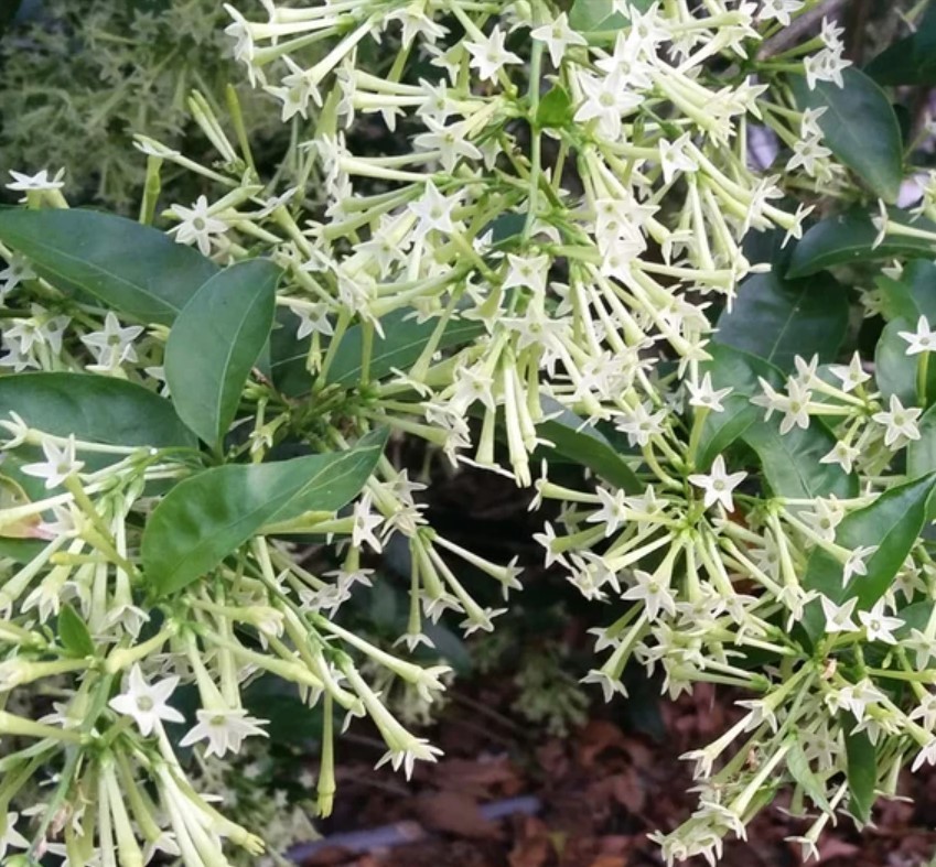 Set 2 Night Blooming Jasmine Starter Plants – 3-8″ Tall – Fragrant Flower Shrub