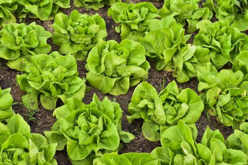 Buttercrunch lettuce seeds
