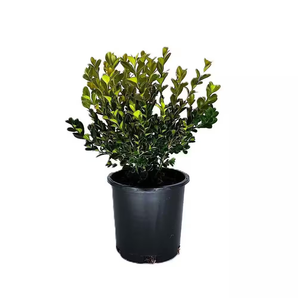 2.5 Qt. Winter Gem Boxwood (Buxus Microphylla Var. Japonica ‘Winter Gem’) Evergr