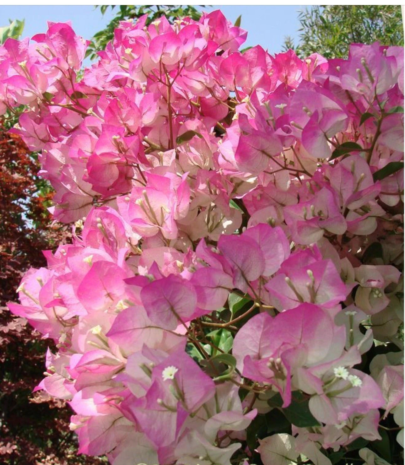 4” Pot of Cherry Blossom Rooted Bougainvillea Plant-Height & Fullness Varies