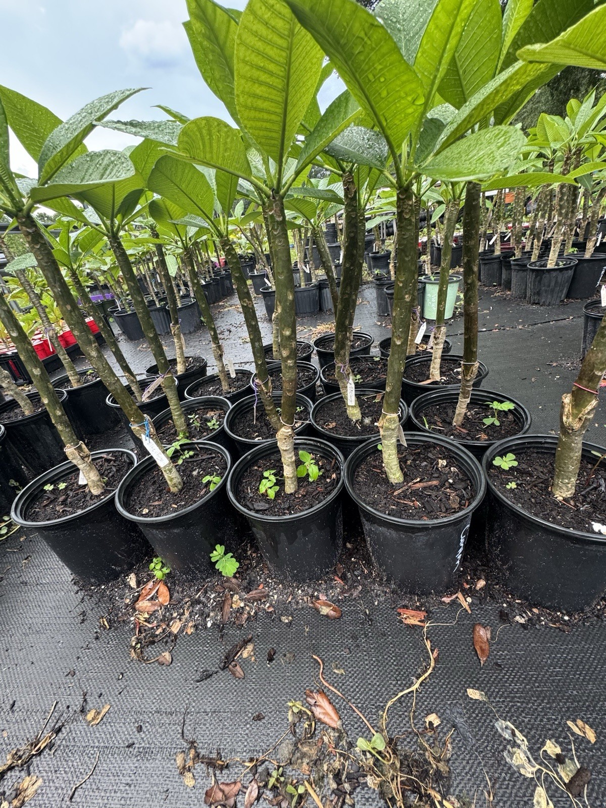 Blue Canyon Plumeria GRAFTED WITH ROOTS EXOTIC RARE AND SMELLL SWEET!!