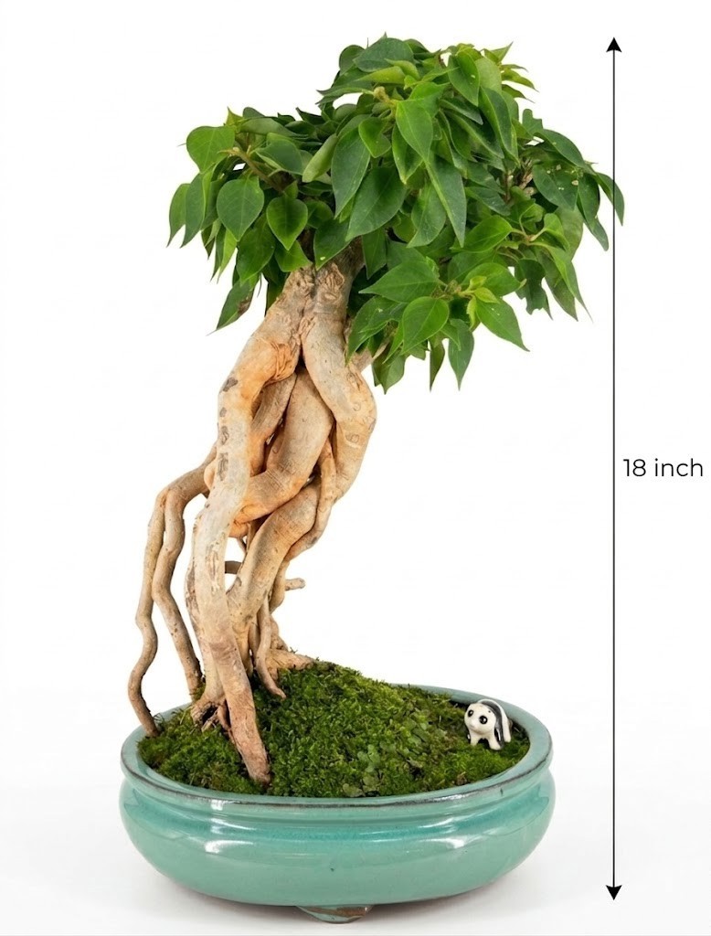 Live Flowering Bougainvillea Bonsai Tree Pink Pixie Exposed Roots Pot 18 In Tall