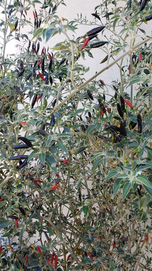 BLACK COBRA CHILI PEPPER PREMIUM SEED- HIGH YIELD – HOT RARE