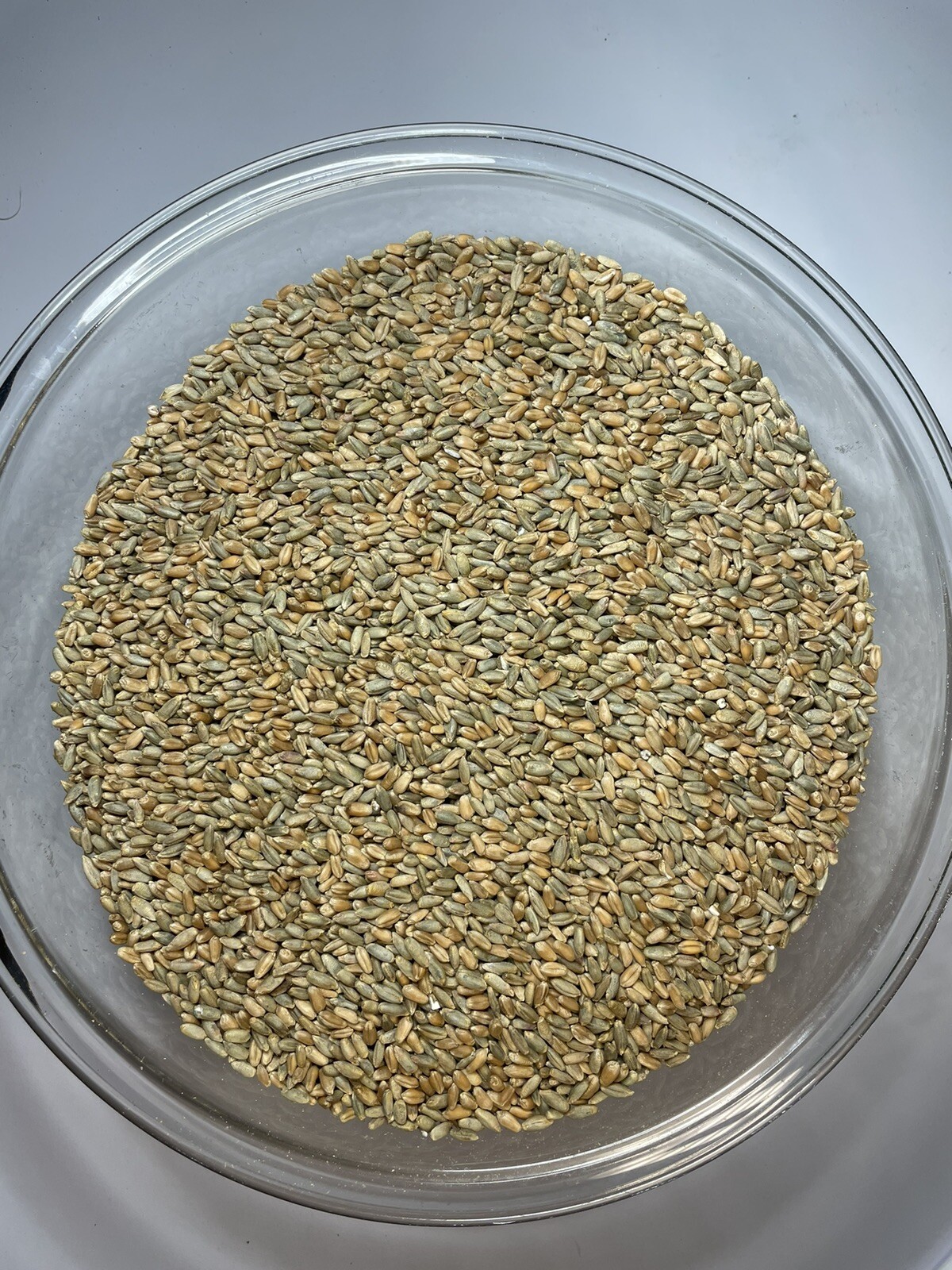 Rye Grain Seed Berries- Planting- Colonizing- Clean/pesticide Free- Organic