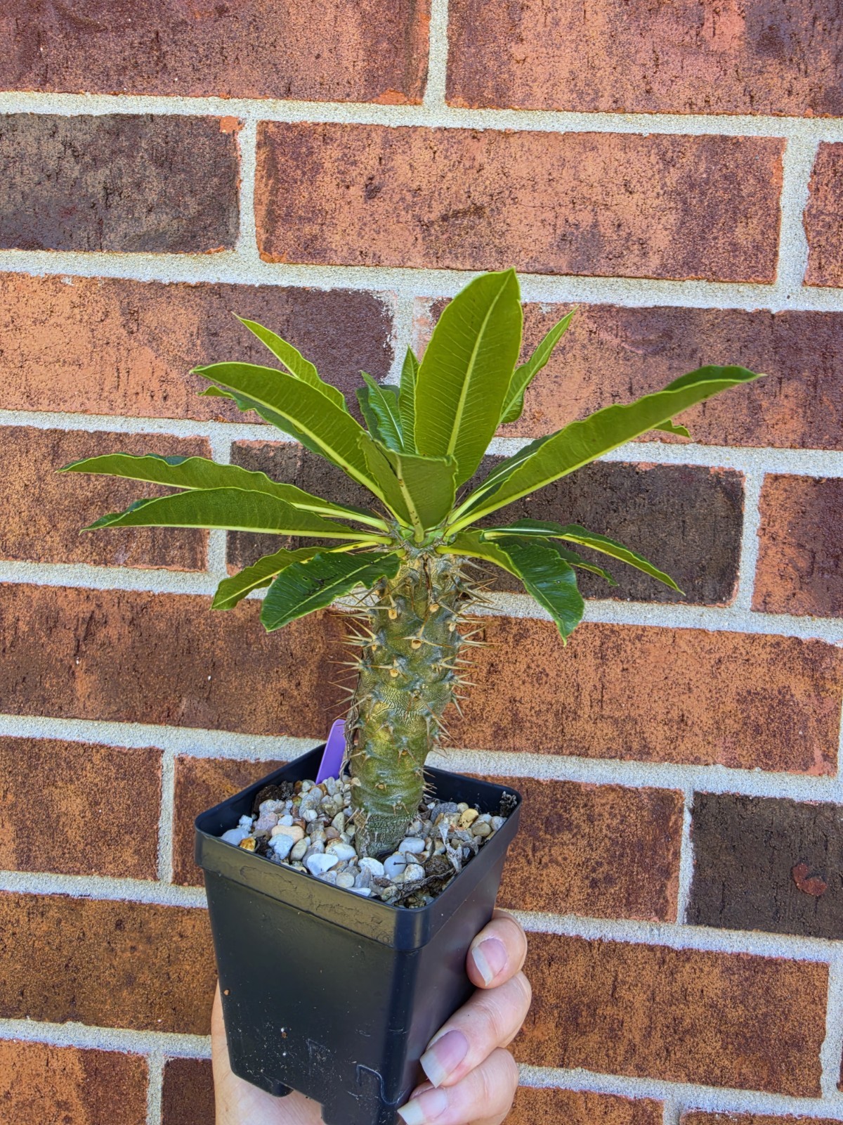 Pachypodium Lamerei Ramosum Rarel Live Madagascar Tree