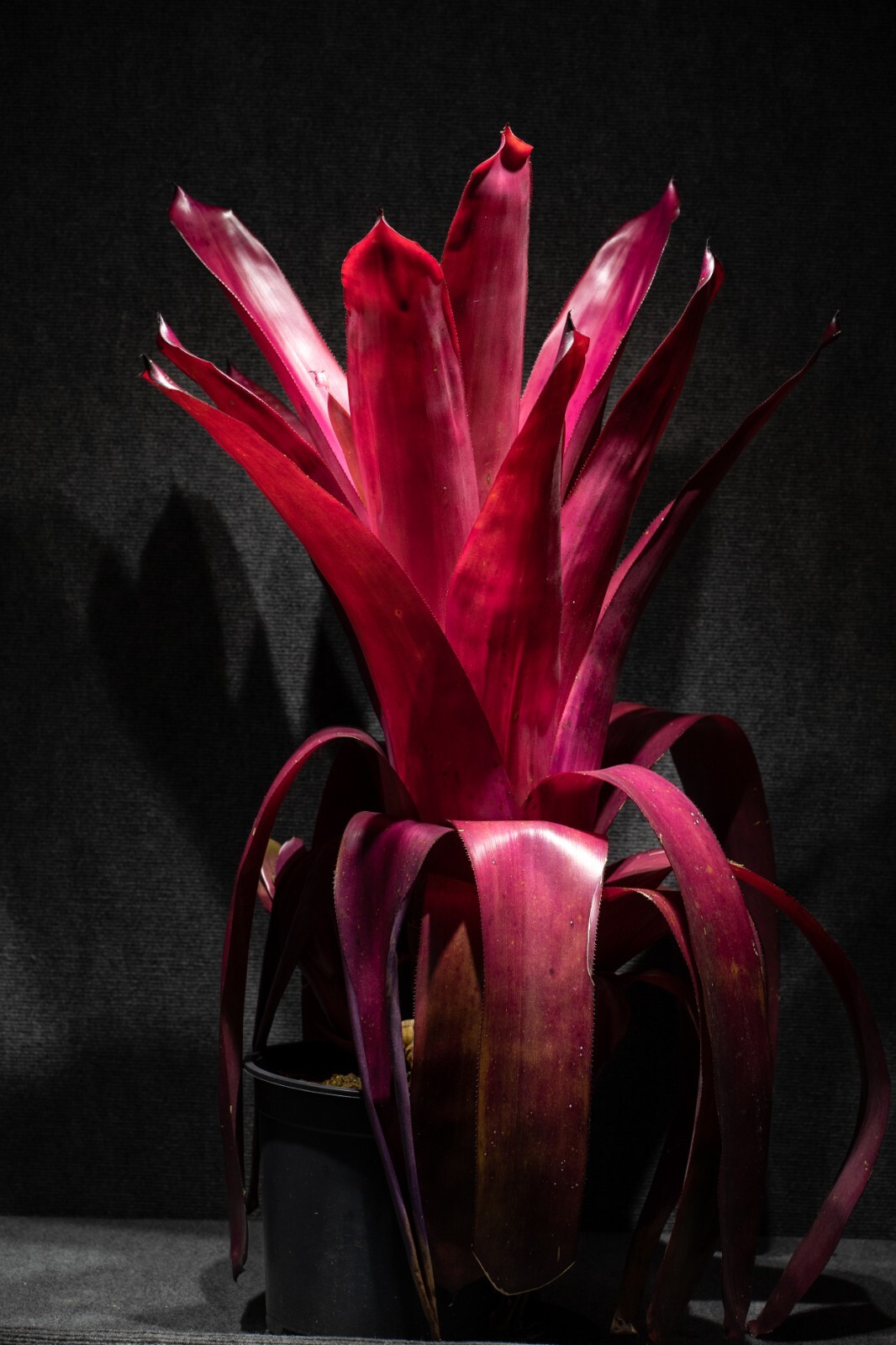 Bromeliad Aechmea Don Juan Pot 9″ pot